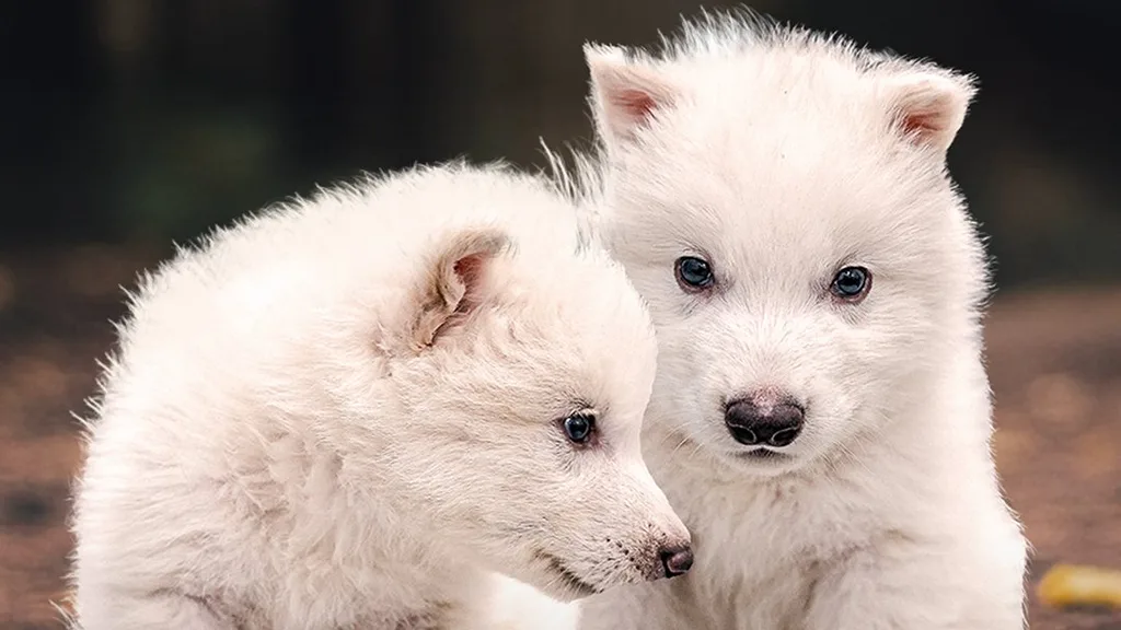 Científicos lograron revivir al lobo huargo de 'Juegos de Tronos'