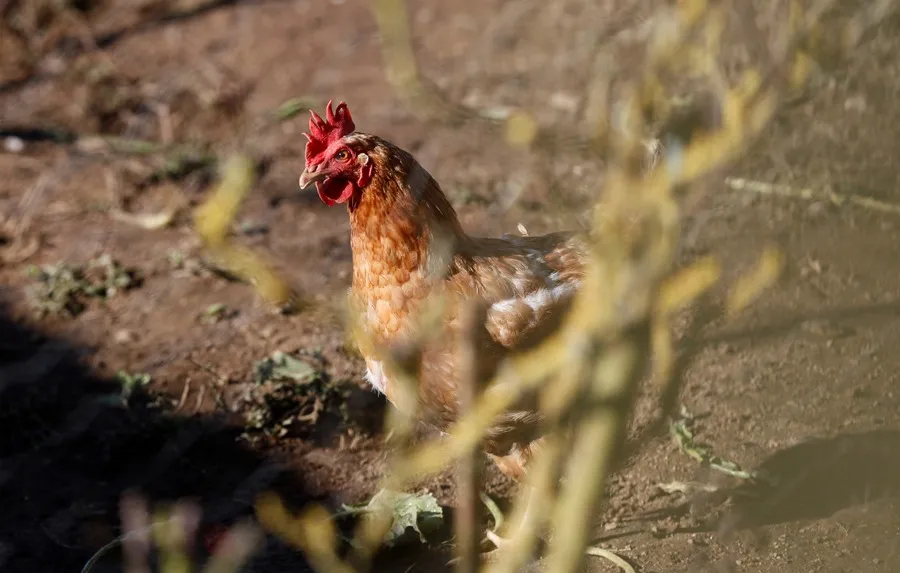 Confirman primer caso de influenza aviar H5N1 en México Qué medidas toma el Gobierno