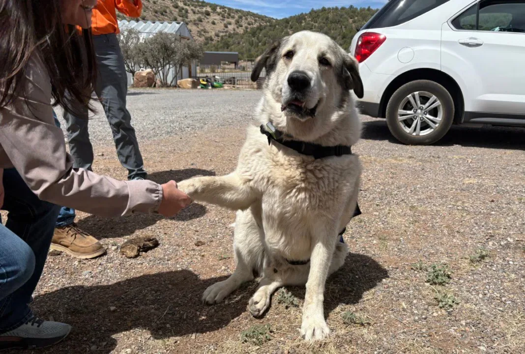 Conoce a 'Buford', el perrito que rescató a niño perdido en Arizona