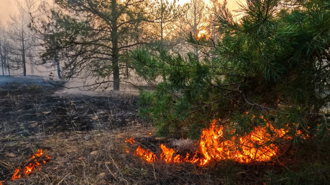 Nueva Jersey: incendio forestal desata evacuaciones masivas