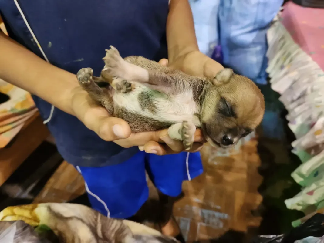 Día Internacional de los Animales Callejeros