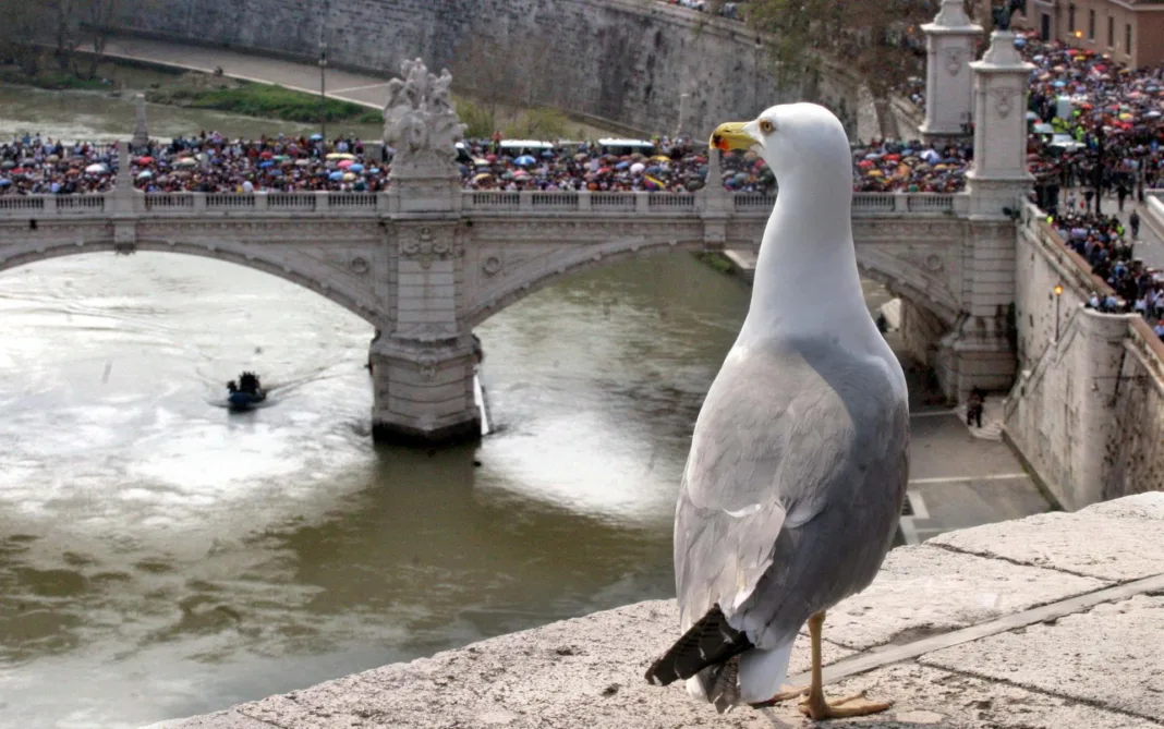 Roma: gaviotas protagonizan un momento viral durante el funeral del Papa Francisco