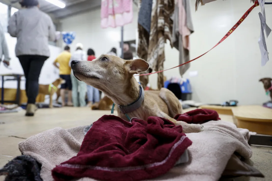 Florida castigará el abandono de mascotas durante desastres naturales: estas son las penas