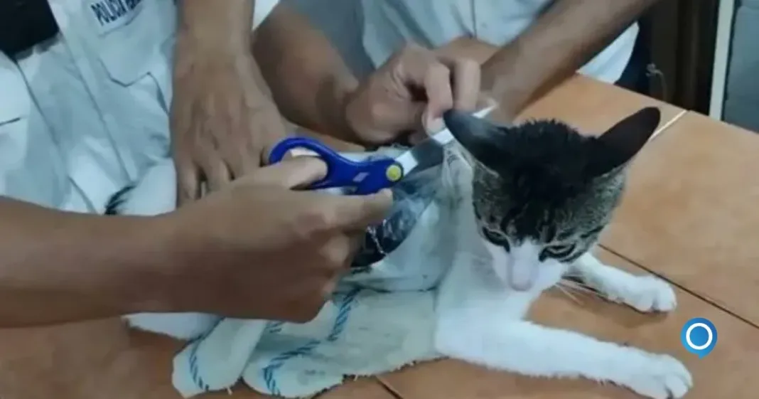 Capturan a 'narcomichi' un gato transportaba contrabando a cárcel en Costa Rica