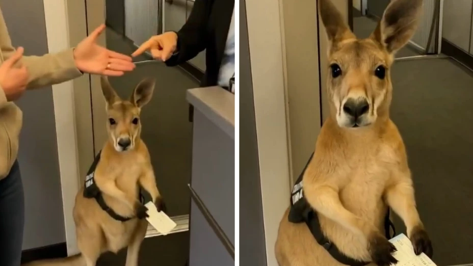 Real o inteligencia artificial Se viraliza video de canguro intentó subir a un avión