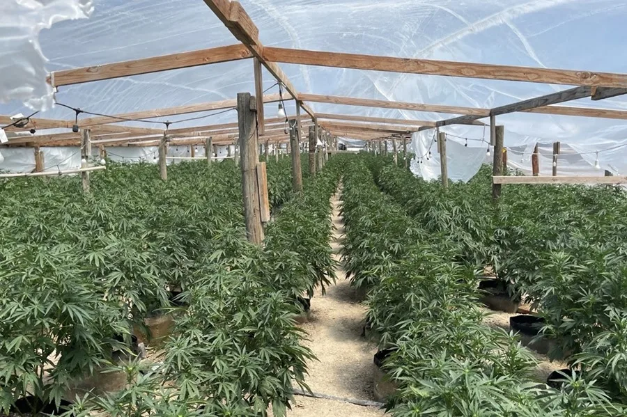 cannabis ilegal caen tras operativo en el norte de California