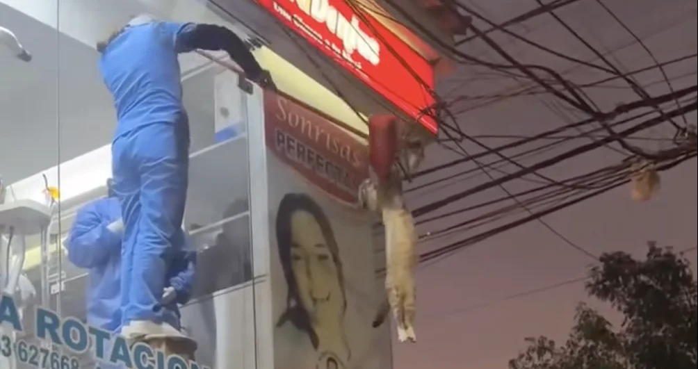 Gatito travieso es rescatado vecinos de Huaraz, Lima