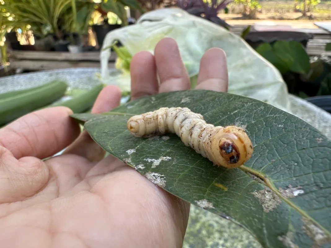 ¡Cuidado, Florida!: El posible regreso de una plaga carnívora aterra al estado