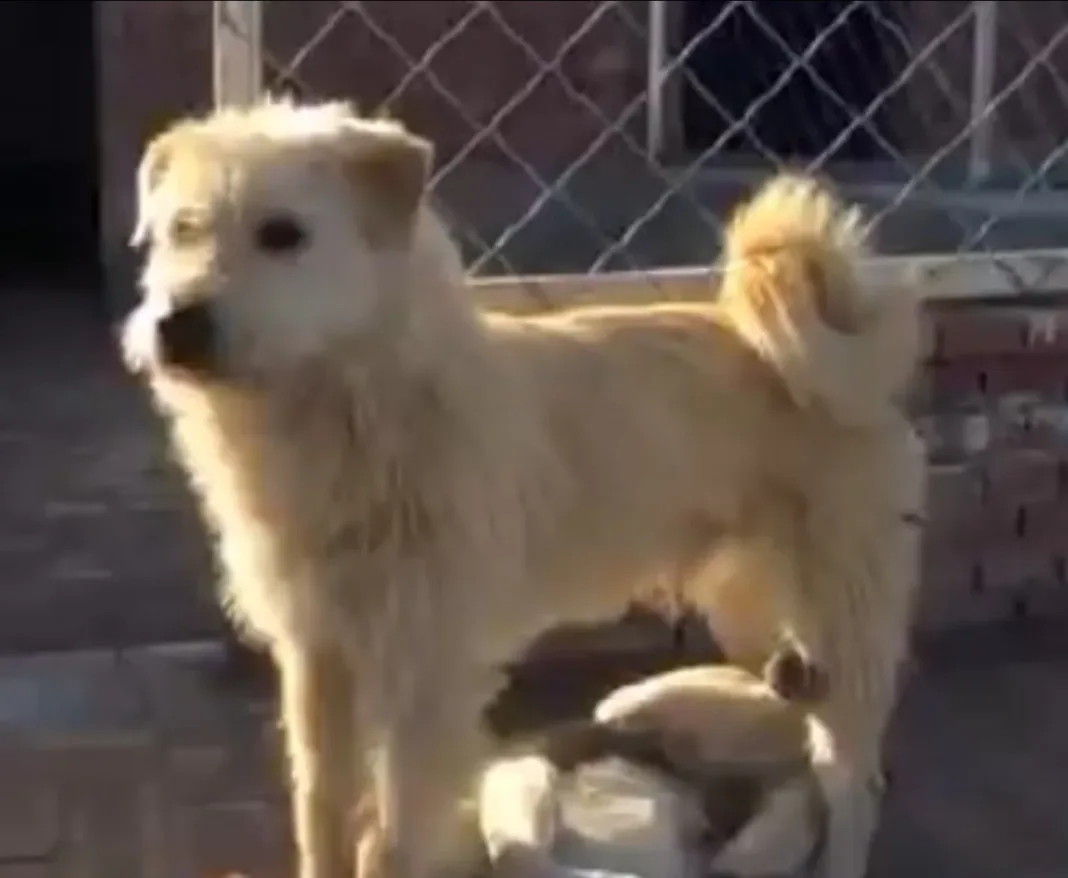 Perrito de un refugio se hacer viral: ¿quién es el Rey Carlos?