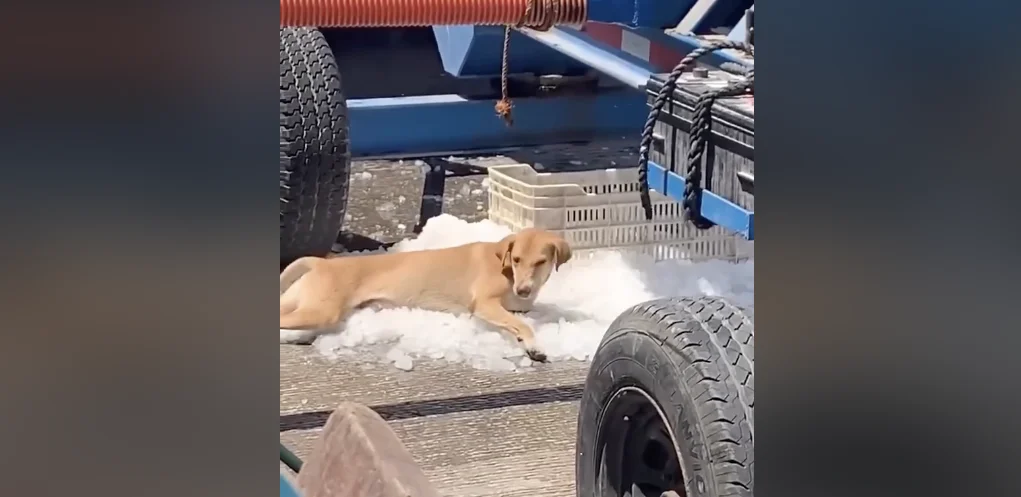 Perrito se acuesta sobre el hielo de una máquina en medio de intensa ola de calor
