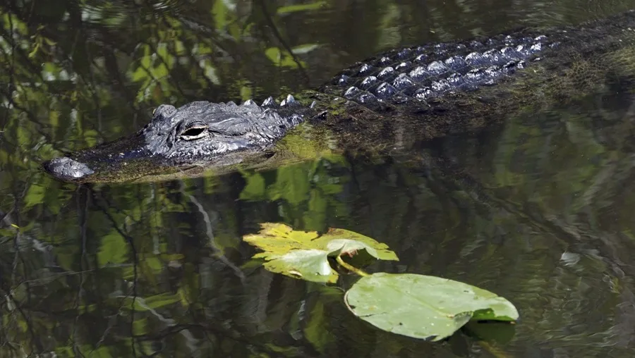 Cárcel migratoria ‘Alcatraz Lagarto’ podría