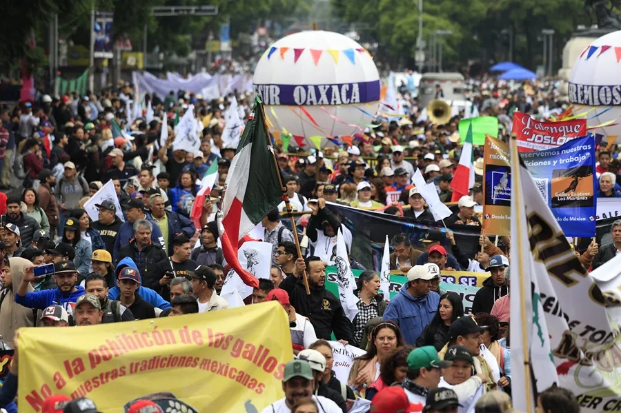 “Es cultura”: protestan en defensa de peleas de gallos en México