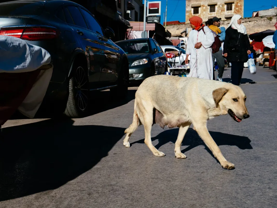 Marruecos mata a miles de perros antes del Mundial