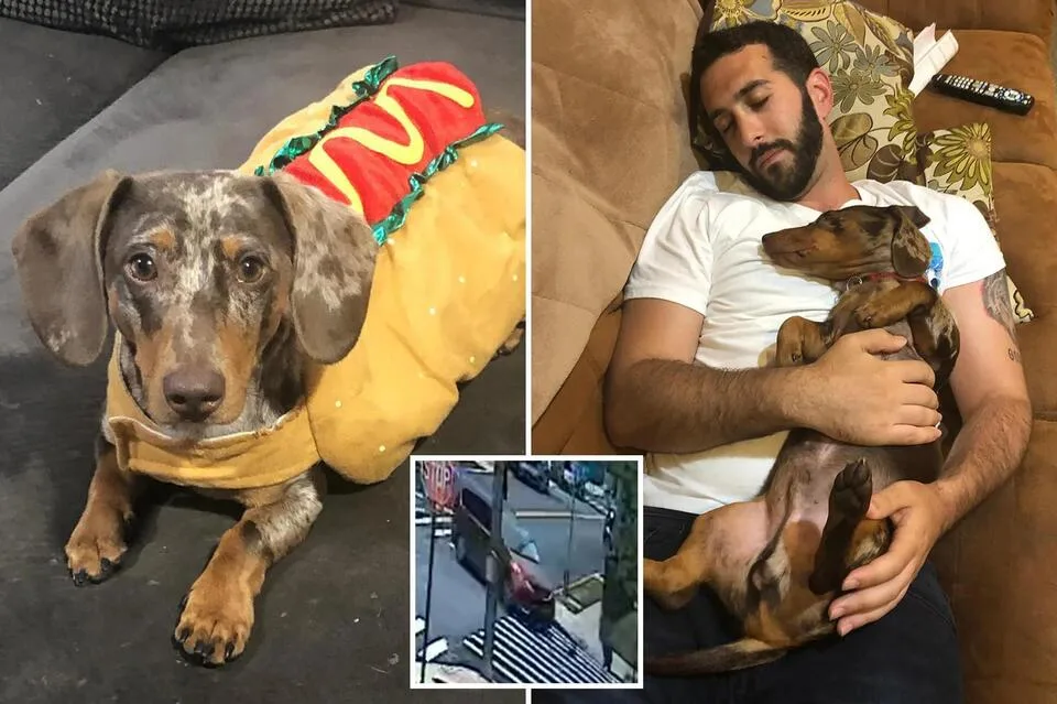 Nueva York reconoce a perro fallecido