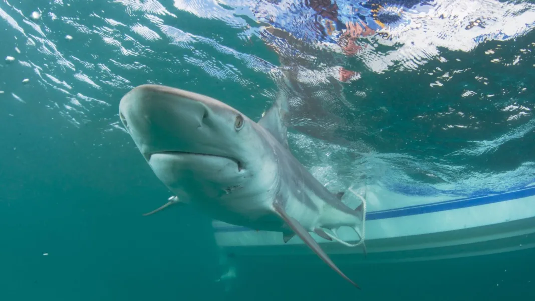 Tiburón ataca a joven en playa de Nueva York