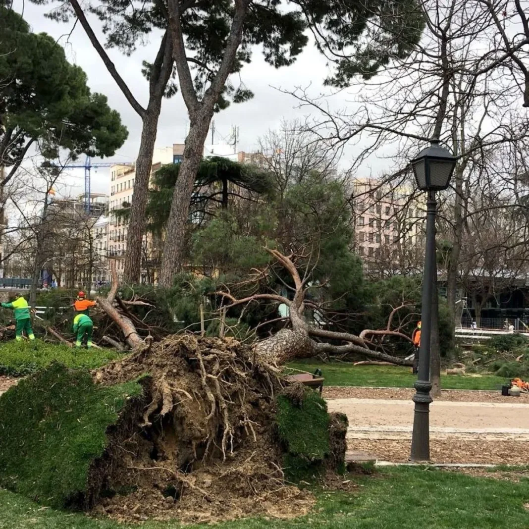 Wisconsin: Niña muere al caerle árbol durante tormenta
