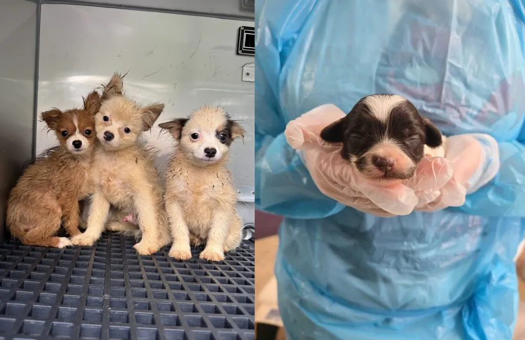 Rescatan a más de 100 perros de una casa en Carolina del Norte: Vivían en condiciones insalubres