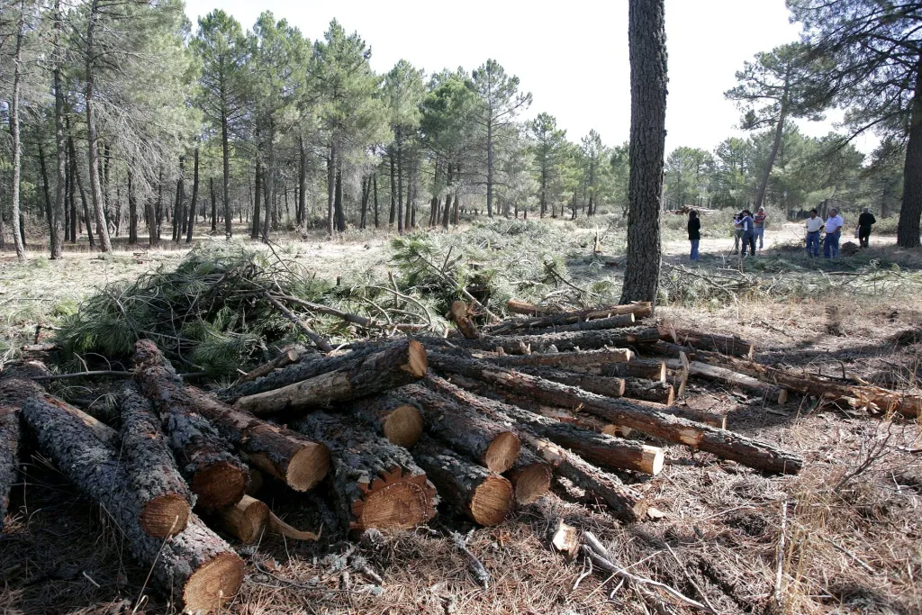 Golpe ambiental: Talarán 24 millones de hectáreas de bosques en EE. UU.