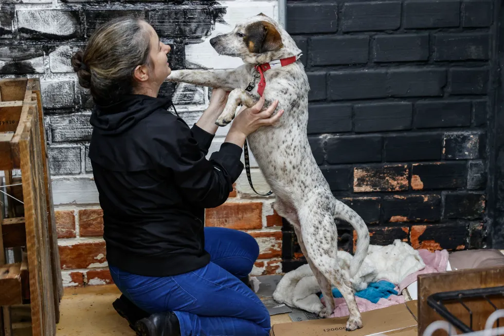 Cientos de mascotas buscan hogar tras inundaciones