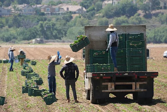 redadas de ICE afectan al sector agrícola